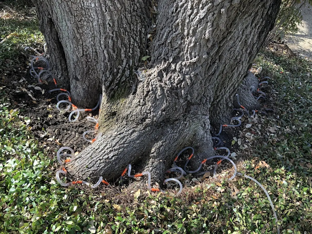 Detailed Tree Cabling and Bracing job site in Fond Du Lac