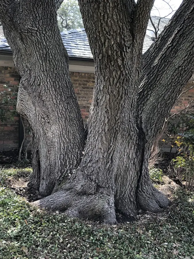 Mature heritage tree close to a Fond Du Lac property cared for by certified arborists